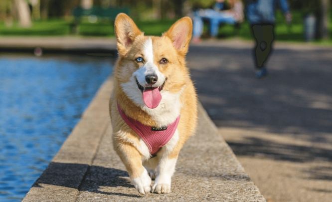 狗狗甩身體原因