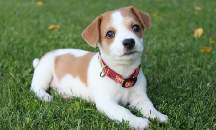 狗狗平均壽命 狗狗平均壽命