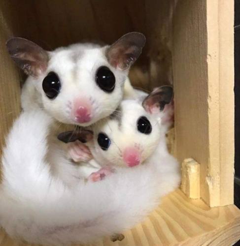 蜜袋鼯一直叫怎麼辦