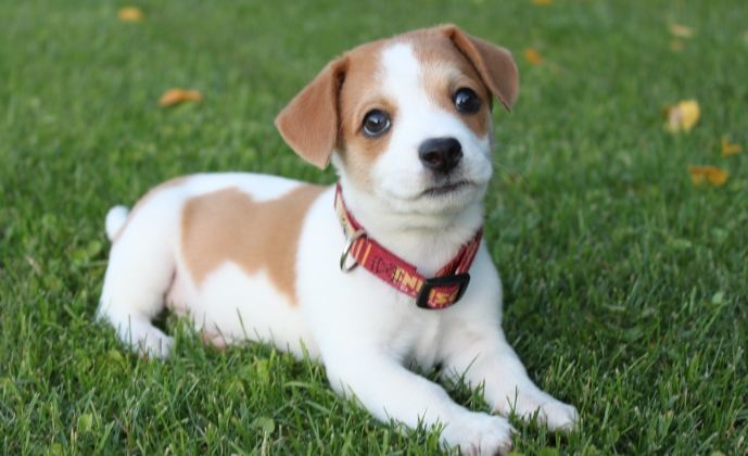 狗平衡失調治療