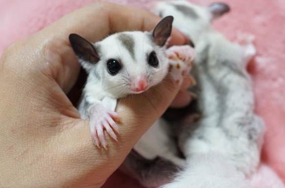 蜜袋鼯懷孕飲食