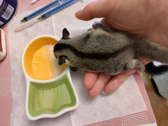蜜袋鼯飼養信任 蜜袋鼯飼養信任
