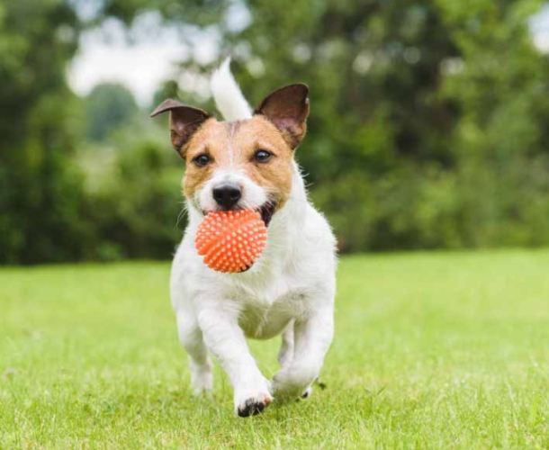 貓副食罐 貓副食罐