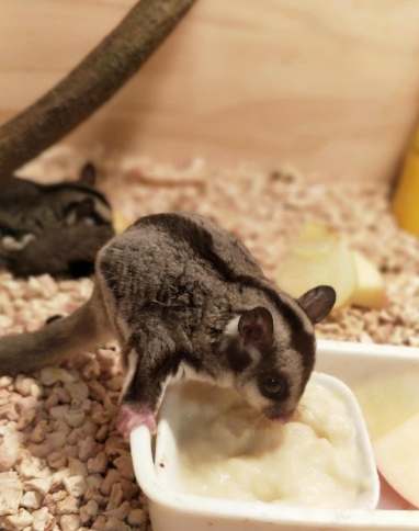 蜜袋鼯咬傷處理