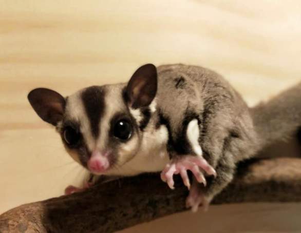 蜜袋鼯叫聲原因