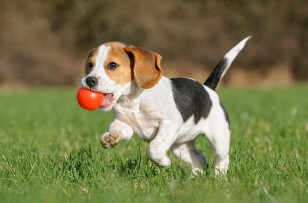 狗狗舔手健康問題 狗狗舔手健康問題