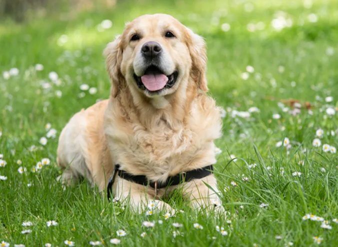 寵物眼科手術費用