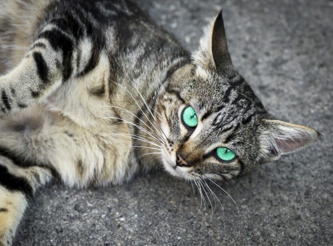 香港動物保護法例