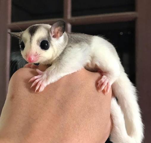 蜜袋鼯叫聲解讀