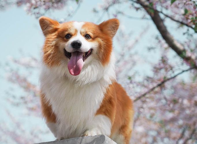 狗狗甩耳朵 狗狗甩耳朵