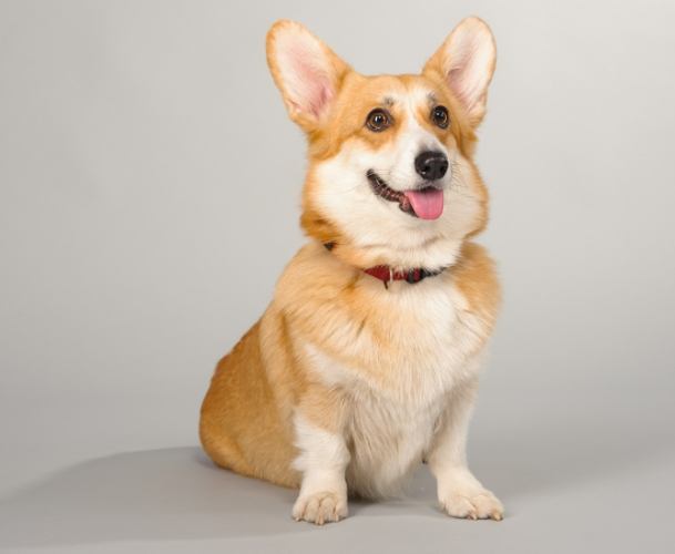 狗眼睛手術價格