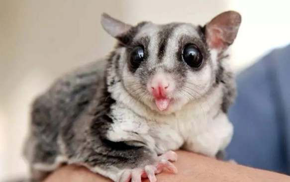 蜜袋鼯咬傷處理