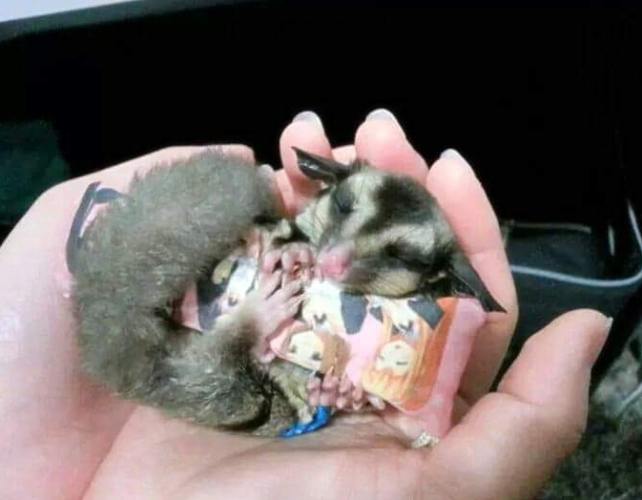 蜜袋鼯睡覺動作