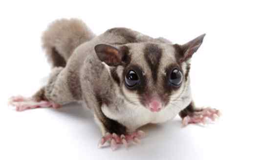 蜜袋鼯行為分析