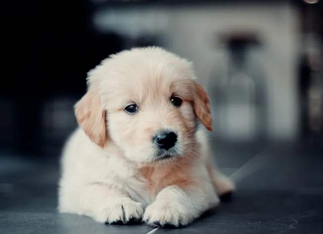 延長狗壽命 延長狗壽命