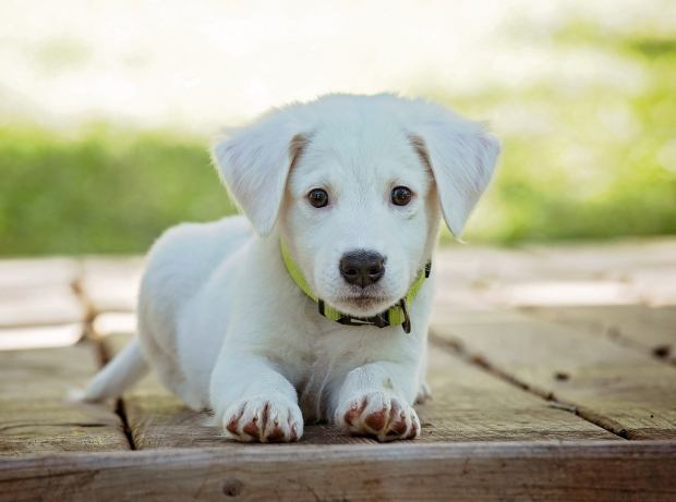 犬耳道增生治療 犬耳道增生治療