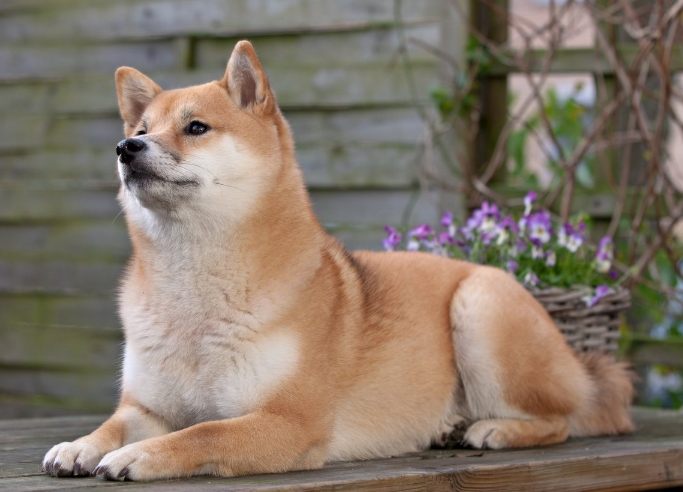 寵物眼科手術費用