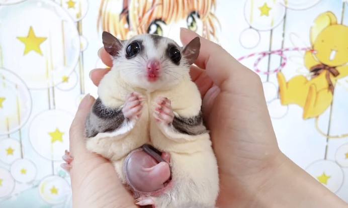 蜜袋鼯懷孕飲食