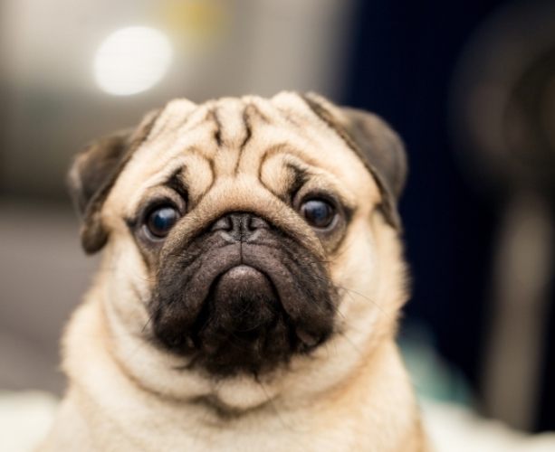 犬種體型標準 犬種體型標準