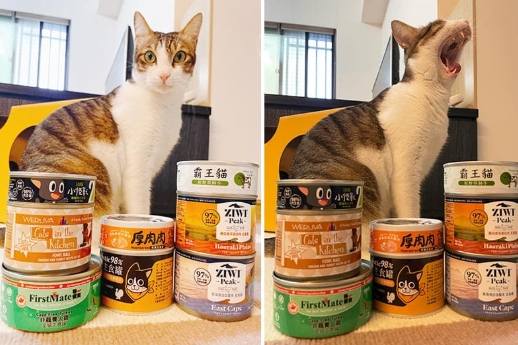 貓罐頭選擇 貓罐頭選擇