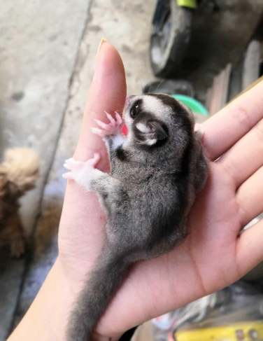 蜜袋鼯行為問題