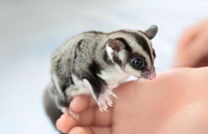 蜜袋鼯咬傷處理