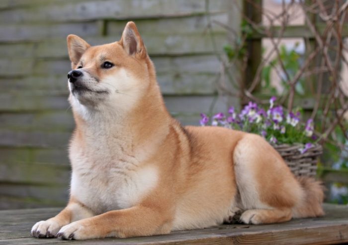 狗壽命影響因素