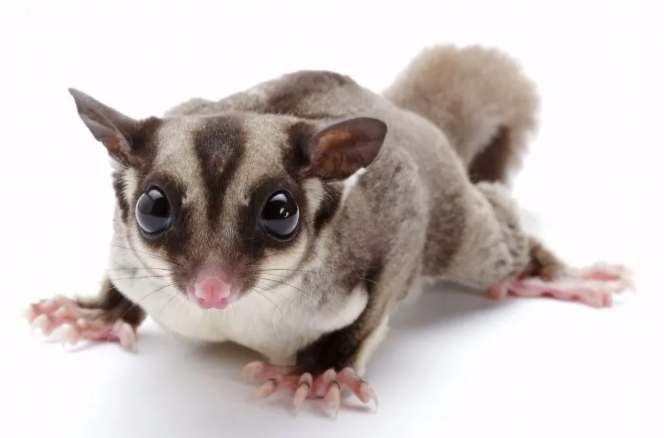 蜜袋鼯咬人處理