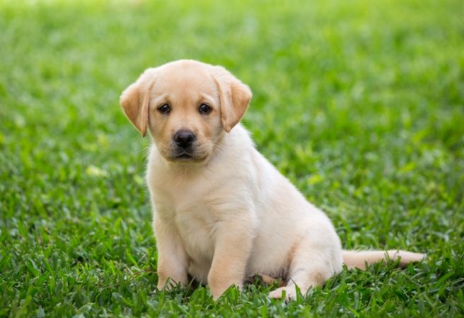香港寵物飼養法規