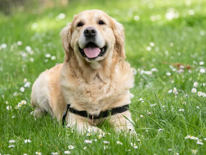 狗狗甩耳朵 狗狗甩耳朵