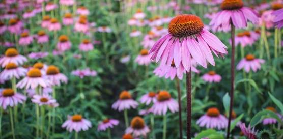 狗紫錐花使用方法