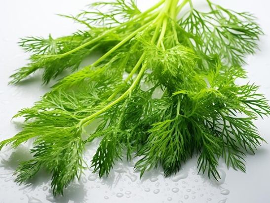 茴香功效 茴香功效