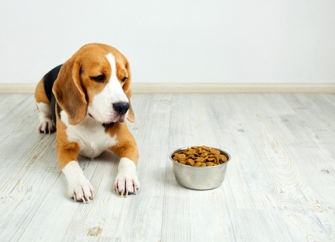 狗舔爪子怎麼辦 狗舔爪子怎麼辦