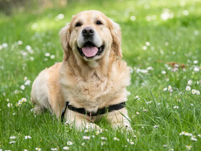 狗壽命影響因素