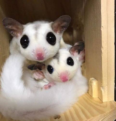 蜜袋鼯尾巴健康