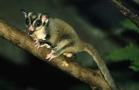 蜜袋鼯飼養注意事項