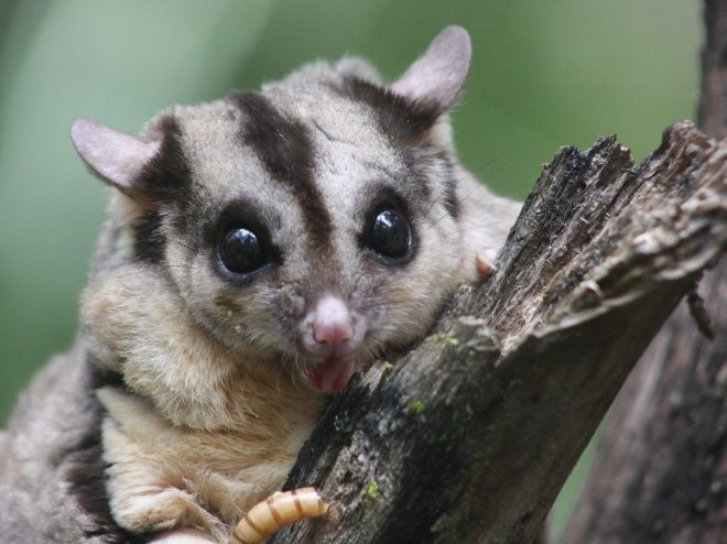 蜜袋鼯孕期營養