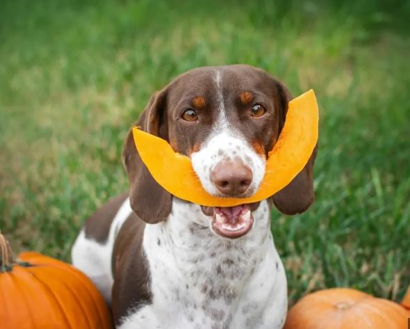 狗吃南瓜好處