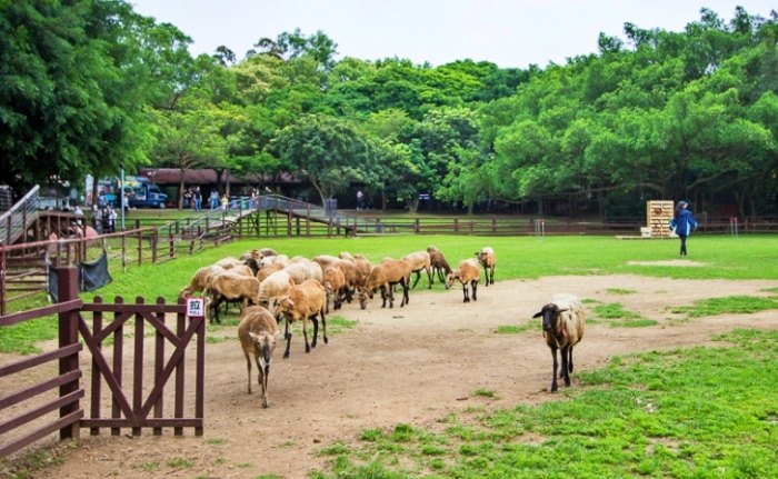 埔心牧場 埔心牧場