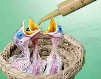 幼鳥餵食方法 幼鳥餵食方法