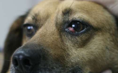 狗狗眼皮腫原因