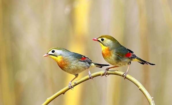 相思雀飼養方法 相思雀飼養方法