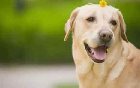 狗狗胰臟炎症狀 狗狗胰臟炎症狀