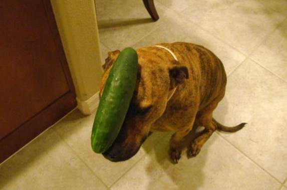 狗狗飲食安全 狗狗飲食安全