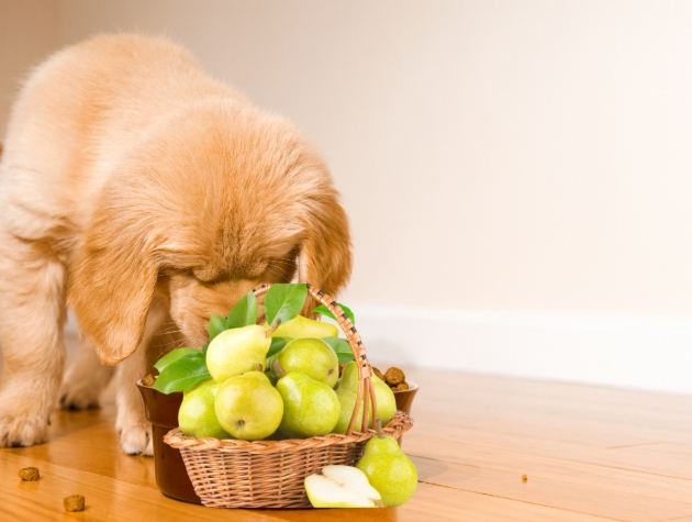 雪梨對狗的好處