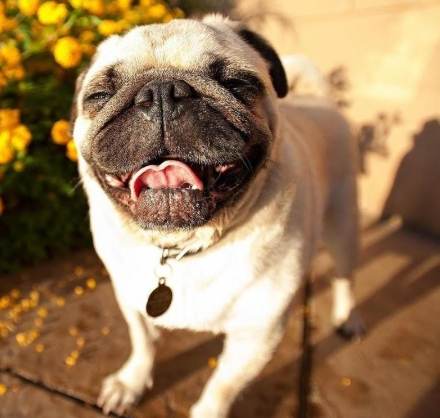 狗狗黑便健康問題