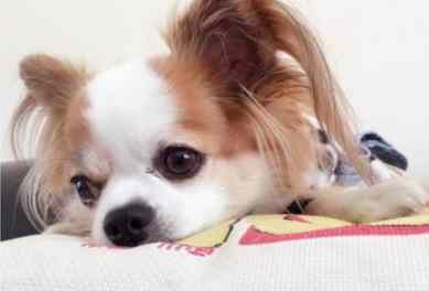 狗狗嘔吐黃色液體 狗狗嘔吐黃色液體