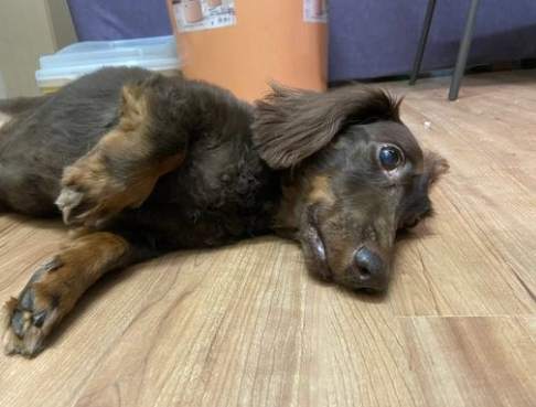 狗狗嘔吐黃色液體 狗狗嘔吐黃色液體