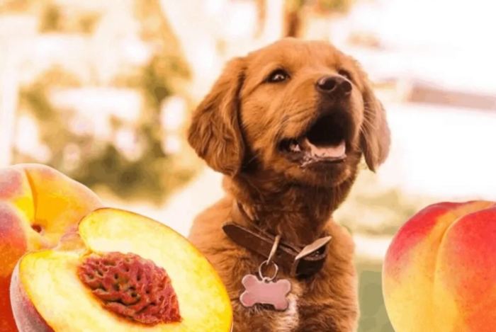 小狗吃水蜜桃安全嗎 小狗吃水蜜桃安全嗎