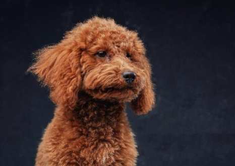 寵物嘔吐處理 寵物嘔吐處理